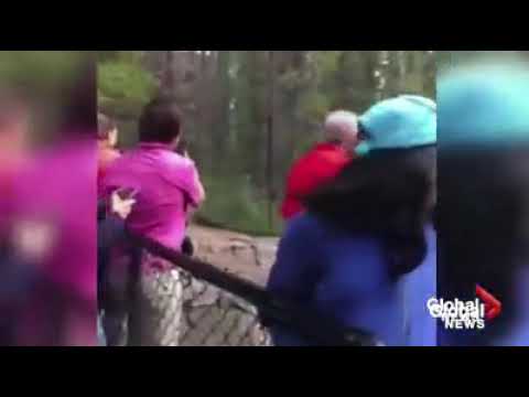 Visitors have scary close encounter with bear on bridge near Jasper