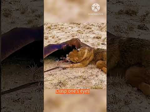 الصقر يفترس الذئب ابداع وابتكار عالم الحيوان اسد ملك الغابة
