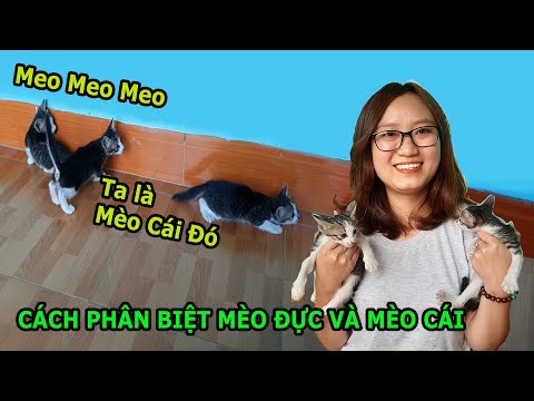Cơ Quan Sinh Dục Mèo Đực - Cách phân biệt mèo đực mèo cái I How to distinguish a male or female cat I LAN PHỆ TV