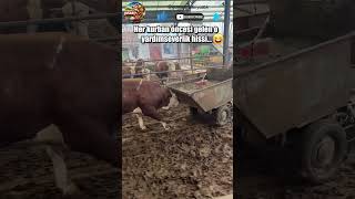 Her Kurban Öncesi Gelen O Yardımseverlik Hissi 😁