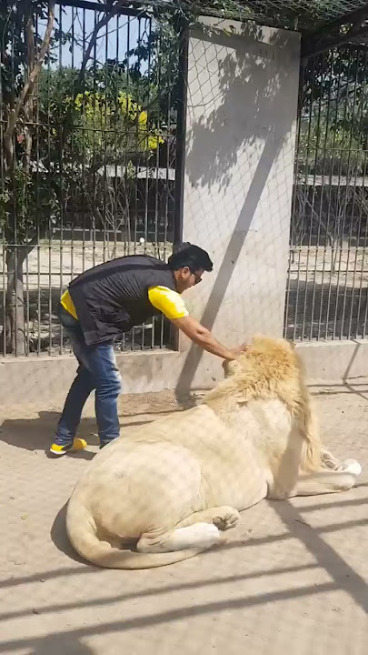 Big Lion wants Attack |Nouman Hassan |