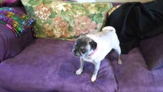 Vicious pug attacks