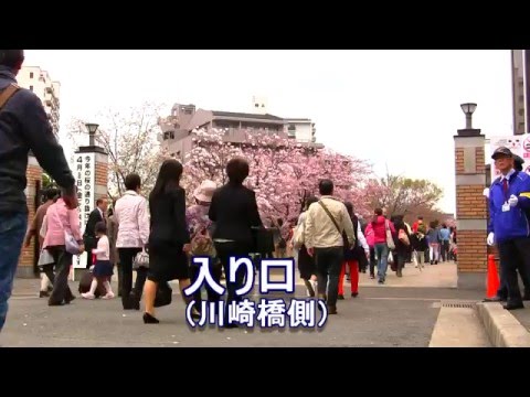 桜の通り抜け 造幣局 16 Youtube
