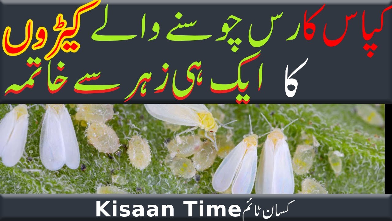 کپاس کے رس چوسنے والے کیڑے، ایک ہی زہر سے علاج kisan time کسان ٹائم kapas cotton ki fasal ka spra