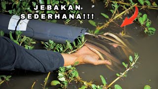 Jebakan Sidat Sederhana Tapi Mematikan || Auto Panen Banyak