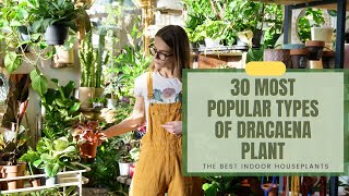 30 Types Of Dracaena | Most Popular Dracaena Varieties | Dracaena Plant | Dracaena Indoor Plant
