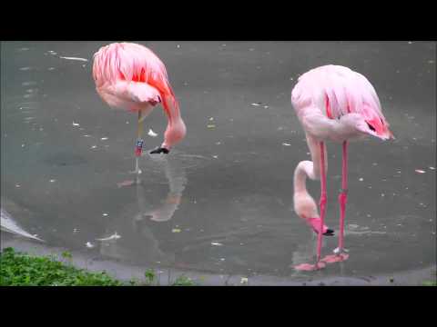 Plameniak čilský (Phoenicopterus chilensis) a Plameniak ružový (Phoenicopterus roseus)