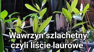 Liście Laurowe W Doniczce Na Parapecie, Zapach Cudowny.