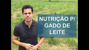 Qual é a melhor ração para vaca produzir mais leite?