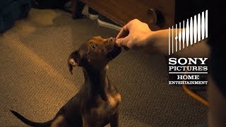 A DOG'S WAY HOME: Top 10 Cutest Moments - Now on Digital!