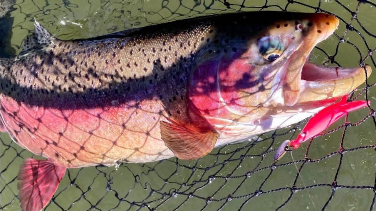 Trolling Setup Wicked Lure Trout Killers