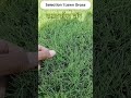 #lawnIndia #SamratsoftLawn #agriculture #lawncare #lawngrass #lawncareservices #lawnmaintenance