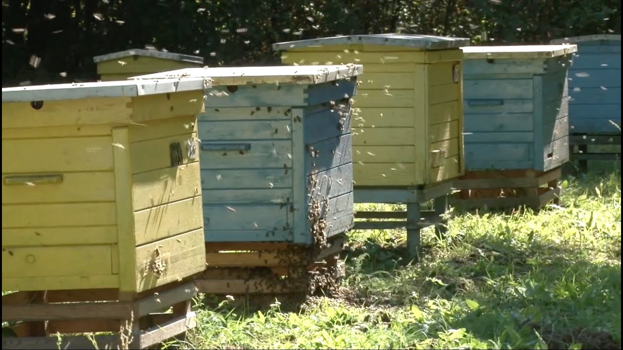 Dzień Pszczoły - Dzień Pszczoły w Miejskim Ogrodzie Botanicznym - Zabrze24.info