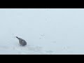 birds eating at Kim David's house during April 2018 snowstorm