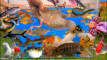 Tổng họp các video cá cảnh đẹp, động vật dễ thương, cá da trơn, cá tàu ngầm, cá koi, cá betta