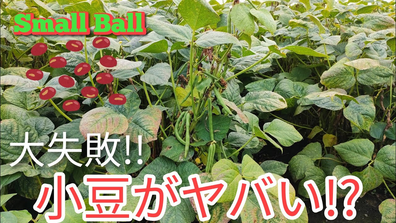 【大失敗!?】小豆が大変な事に!!収穫できるのか!?