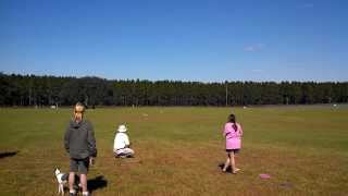 20131103 ASFA Lure Coursing Brooksville, Field Champion Finals, Run 2