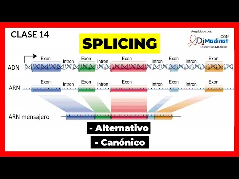 🟢 CLASE 14: SPLICING (Corte y Empalme) COMPLETO! 🧬