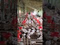 Poultry Farm Care #Age 25#viral #chicken #farming #poultryfarming #farmlife #poultry