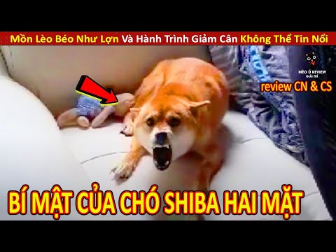 Video: 10 cách tự nhiên để giảm đau khớp Shiba Inu của bạn