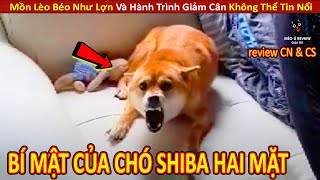 Chó Shiba Lật Mặt Nhanh Hơn Bánh Tráng Và Nỗi Niềm Bí Mật Phía Sau || Review Con Người Và Cuộc Sống