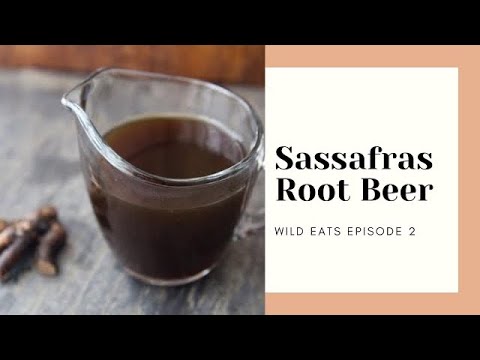 Video: Root Beer Plant Tumbuh - Bagaimana Root Beer Plant Digunakan