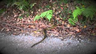Saving a Carpet Python from being squashed on the road :)