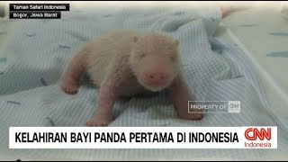 Kelahiran Bayi Panda Pertama di Indonesia