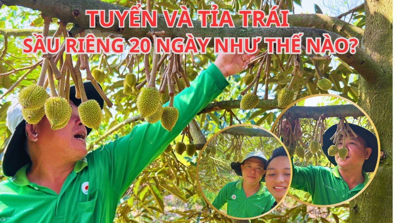 Tuyển Và Tỉa Trái Sầu Riêng 20 Ngày Như Thế Nào? Vườn Anh Danh, Mang Thít, Vĩnh Long