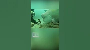 Рыба с человеческим лицом общается с дайвером