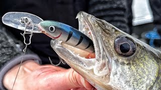 Trolling Cranks for Shallow Spring Walleye