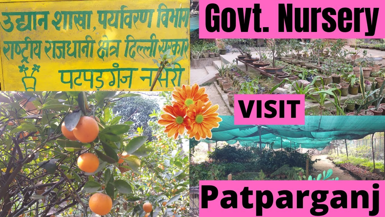 Nursery Visit / Govt. Nursery of Patparganj Near Akshardham Mandir