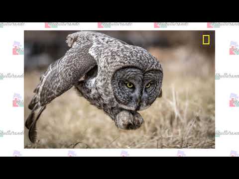 Vídeo: Nat Geo Anuncia Concurso Internacional De Fotografia - Rede Matador