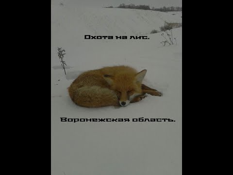 Охота на лис. Результат работы 223rem в зависимости от попадания
