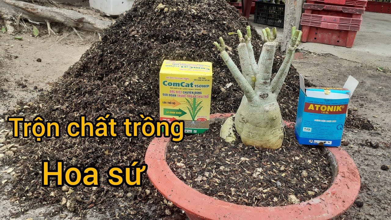 nhà hàng cây sứ Update Công thức trộn chất trồng và phân thuốc cho cây sứ nhanh phát triển #hoa sứ tây ninh