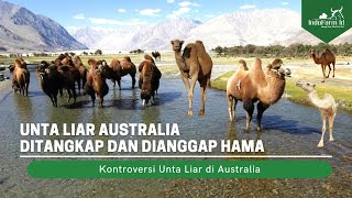 Nasib Unta Liar Australia Diburu dan Dianggap Hama