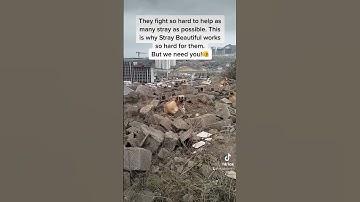 LOOK Closely do you see them?? 🐕 #shorts