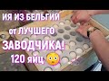 Инкубационное яйцо Мехеленов из Бельгии от ЛУЧШЕГО ЗАВОДЧИКА!!! Обновились так ОБНОВИЛИСЬ!!!