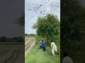 Amazing Hunting Oubara Bustard Birds Pigeonlaver Hunting Vilogpigeon Villagelife 