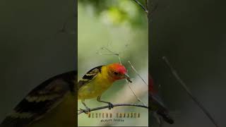 Western Tanager snatching bees