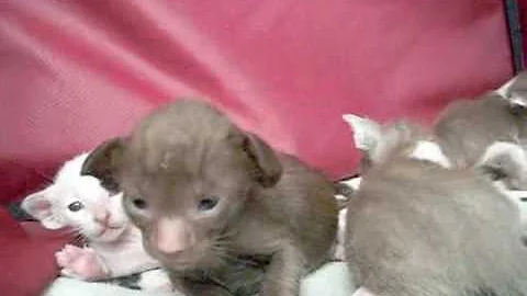Video 1820041: oriental kittens, chaton kitten