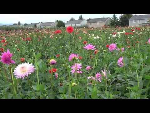 Video: Ib xyoos thiab Perennial Sunflowers