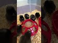 Baby Chicks. #chicks #chickens #babies #birds #eggs #shorts