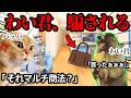 もしも兄が怪しいビジネスに手を出したらこうなります #猫ミーム #猫マニ