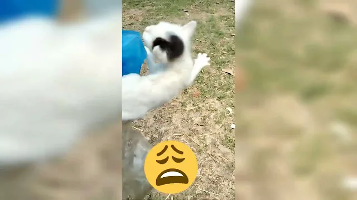 Video 10536821: meow baby cat sound, cutecat baby cat, cats meow baby cute, cutecat catmeow, cats vs babies funny