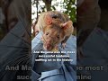 How This Rat Became A Hero!