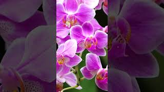 Любить тебя не перестану #рекомендации #чувства #поэзия #одиноко#автор #трогательныестихи #скучаю#