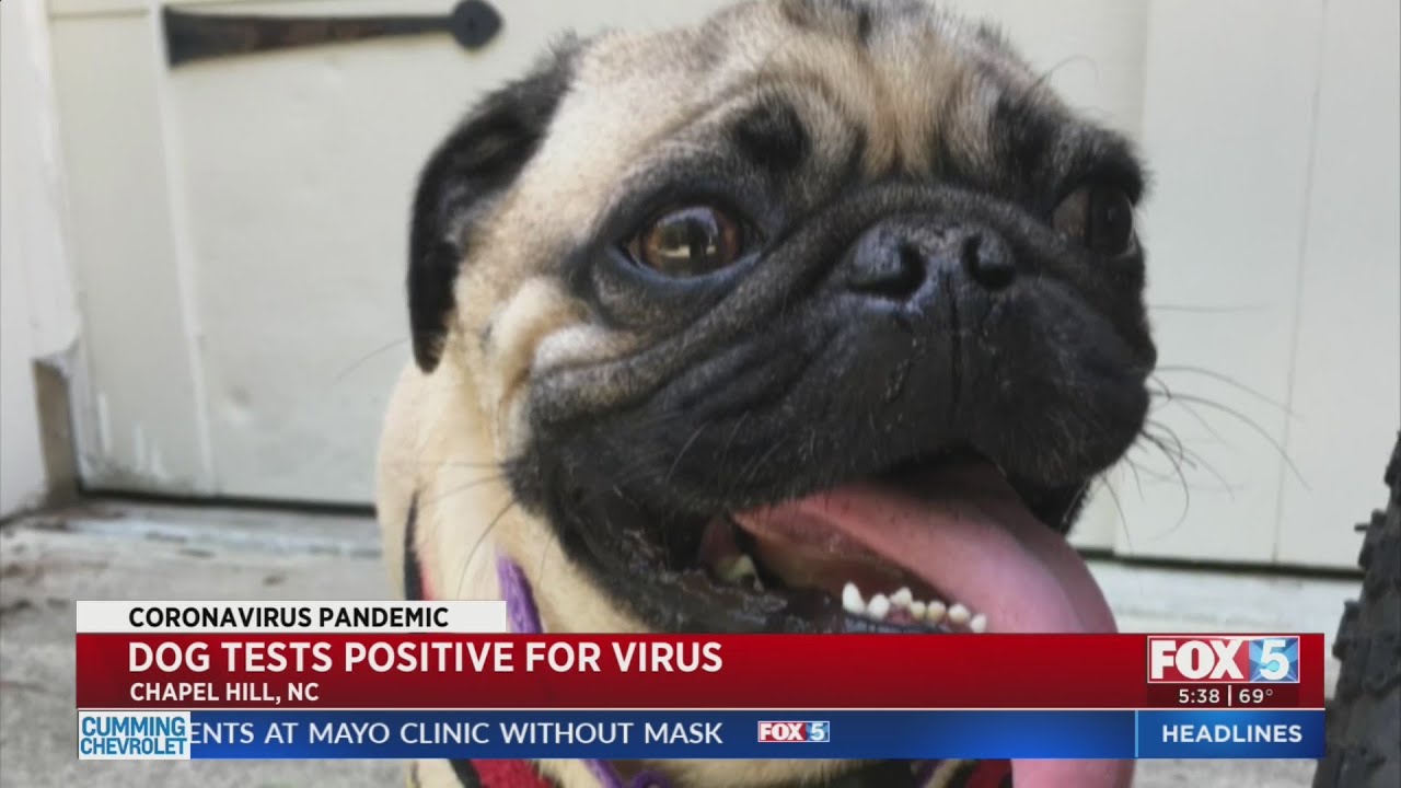 Family Dog Tests Positive For Coronavirus