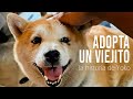 Adopta un perro viejito: Como llego Yoko a mi vida desde un criadero irresponsable
