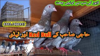 Haji Sab k Nayab Red Bull or Teddy kabootaro ka shok 0302.1400927 || Pigeons Gallery ||